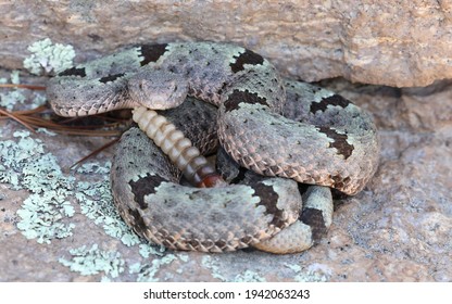 47 Crotalus lepidus klauberi Images, Stock Photos & Vectors | Shutterstock