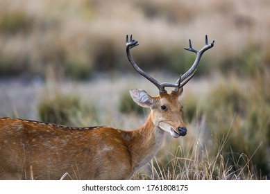 Male Barasingha Rucervus Duvaucelii Swamp Deer Stock Photo 1761808175 ...