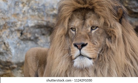 Male Of The Barbary Lion 