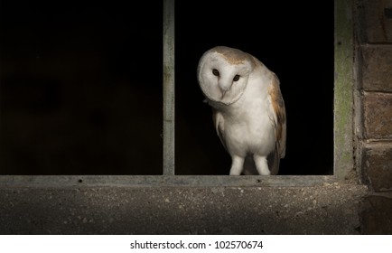 Bird Of Prey In Window Images Stock Photos Vectors Shutterstock