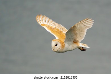 Male Barn Owl Hunting For His Prey Of Voles In The Countryside Twilight Hour