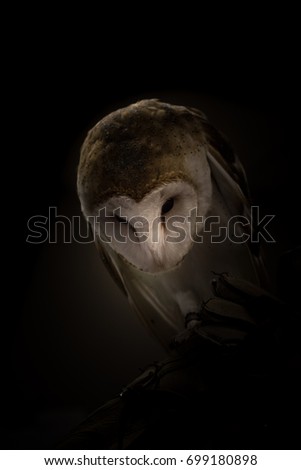 Male Barn Owl Light On Face Stock Photo Edit Now 699180898