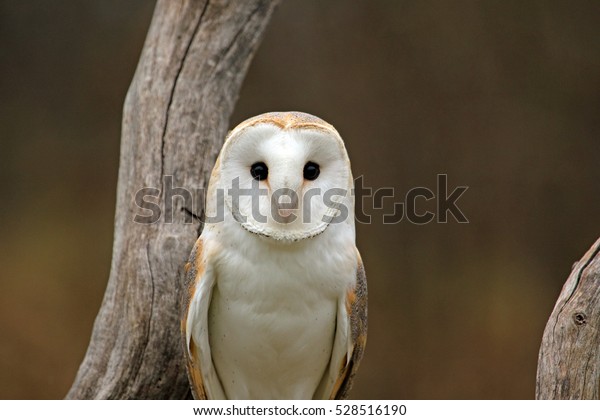 Male Barn Owl On Fall Day Stock Photo Edit Now 528516190