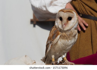 Male Barn Owl Images Stock Photos Vectors Shutterstock