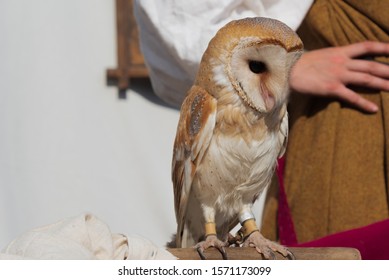 Male Barn Owl Images Stock Photos Vectors Shutterstock