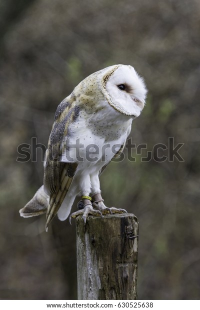 Male Barn Owl Standing On Post Stock Photo Edit Now 630525638