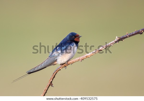 Male Barn Swallow Hirundo Rustica Resting Stock Photo Edit Now