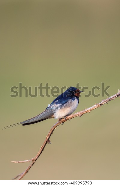 Male Barn Swallow Hirundo Rustica Resting Stock Photo Edit Now