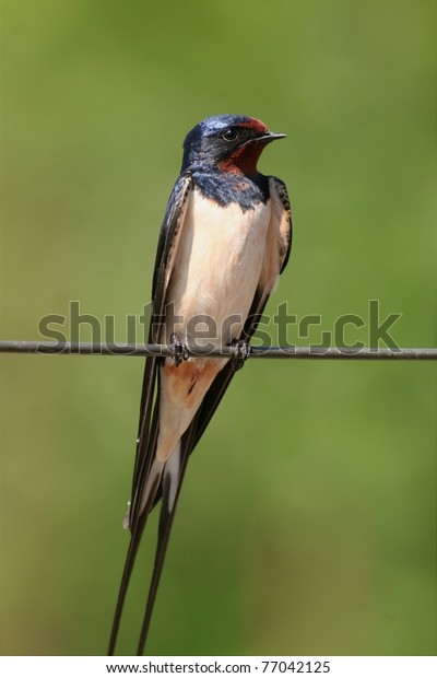 Male Barn Swallow Perched On Metal Stock Photo Edit Now 77042125