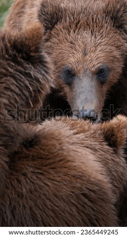 male bear observes a couple having intercourse