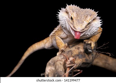 male bearded dragon sitting on a wooden branch catching a grasshopper