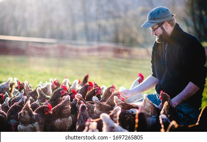 Male Bearded Farmer With Free-range Chickens On Organic Farm.