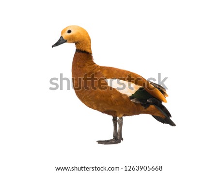  male Beautiful bright red duck (Ogar) isolated on white background (In Slavic mythology and Buddhism, this bird was considered sacred)