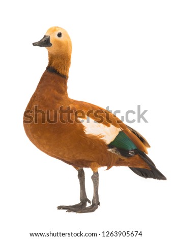  male Beautiful bright red duck (Ogar) isolated on white background (In Slavic mythology and Buddhism, this bird was considered sacred)