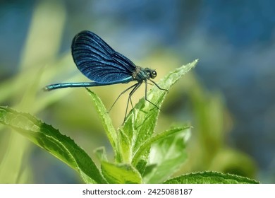 Male Beautiful Demoiselle (Calopteryx virgo) sitting on the upper leaves of a green plant - Baden-Württemberg, Germany                