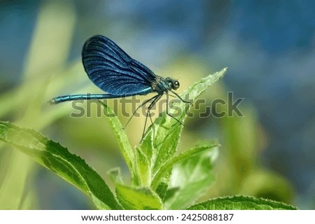 Male Beautiful Demoiselle (Calopteryx virgo) sitting on the upper leaves of a green plant - Baden-Württemberg, Germany                