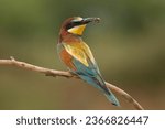 male bee-eater (Merops apiaster) sitting on a branch with a hunted bee in its beak
