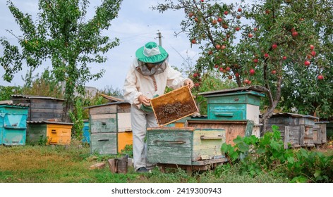 Male beekeeper holding a frame with honeycombs over a beehive in the garden, taking care of bees, veterinary care and treatment of dangerous bee diseases. Honey harvesting season. - Powered by Shutterstock