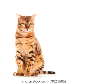 Male Bengal Cat Sitting Down Portrait Looking Into Distance Isolated On White Background