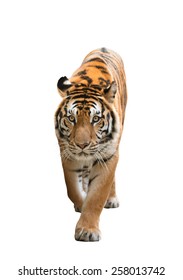 Male Bengal Tiger Isolated  On White Background