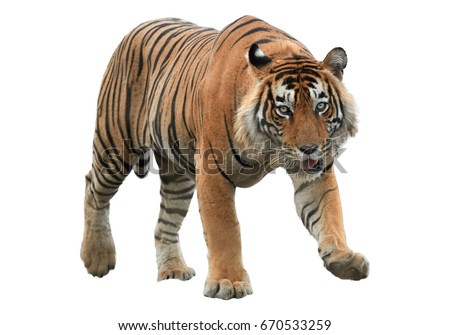Male of Bengal tiger, Panthera tigris, isolated on white background. Tiger from front view, staring directly at camera. Indian wildlife, Ranthambore, India.  