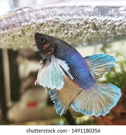 Male Betta Fish With Its Bubble Nest.