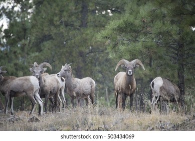 Male big horn sheep