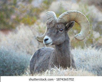 A Male Big Horn Sheep With An Out Of Focus Background Of Sagebrush In Valley Of Fire State Park, Nevada 