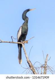 Male Of Biguatinga (Anhinga Anhinga) Perched On A Branch. Bird From Brazilian Areas Between Cerrado Fields And Rainforest In Its Natural Habitat And Wildlife Behaviours