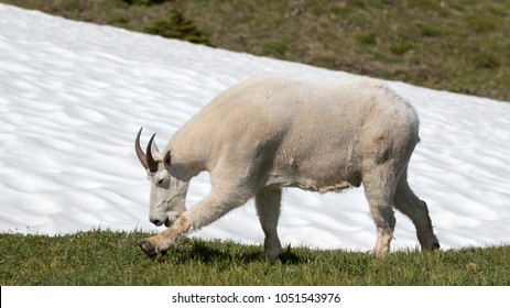Male Billy Mountain Goat on snow on Hurricane Ridge in Olympic National Park in Washington state United States