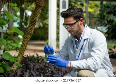 Male Biologist Crouchin While Collecting Plant Samples In A Greenhouse