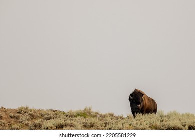 Male Bison Crests Over Ridge Of Hill With Smoky Sky Background