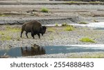 Male Bison Crosses Pools Along The Lamar River in Yellowstone