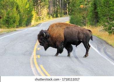 Male bison crossing road in Yellowstone National Park, Wyoming, USA