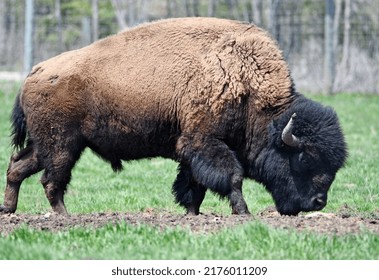 A Male Bison Grazing In A Field