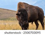 A male bison is looking at the camera on the prairies. 