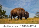 A male bison at the National Bison Range in Montana moves skillfully to the next patch of tasty grasses on the prairie.