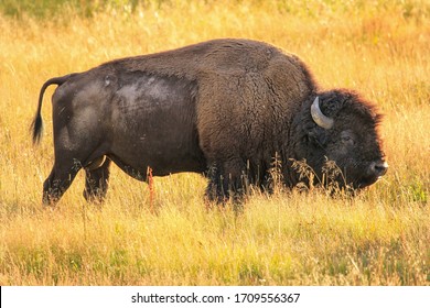 Bison Bilder Arkivbilder Og Vektorer Shutterstock