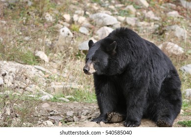 Male Black Bear In Autumn