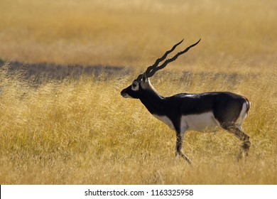 Male Black Buck, Antelope cervicapra. Velavadar National Park, Gujarat, India