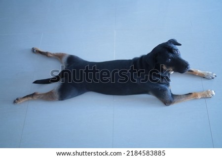 Similar – Image, Stock Photo colour harmony Animal Dog