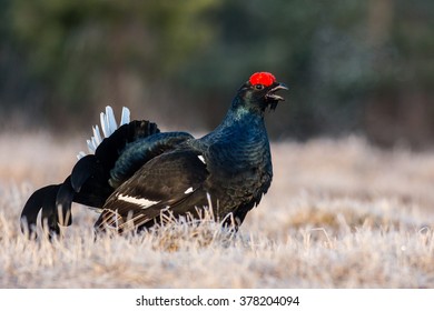 Male Black Grouse Lekking In Early Spring When Temperature Still Is Below Zero And One Can See How Its Breathing Is Steaming.