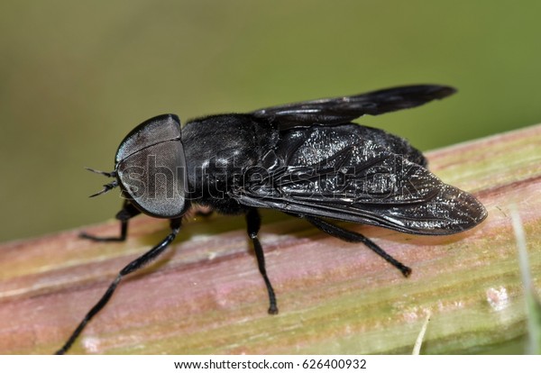 Male Black Horse Fly Tabanus Atratus Stock Photo (Edit Now) 626400932