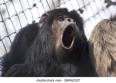 Male Black Howler Monkey (Alouatta Caraya) Is Howling