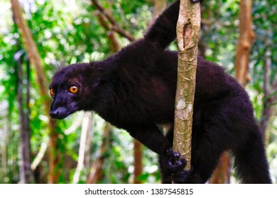 Male Black Lemur, Eulemur Macaco, Madagascar