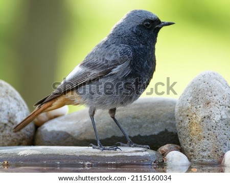 Male black redstart ( Phoenicurus ochruros) stands on a stone at a bird watering hole. Moravia. Europe.