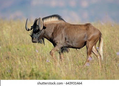 Male Black Wildebeest (Connochaetes Gnou) In Grassland, South Africa
