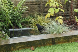 Male Blackbird Bathing In A Tiny Container Garden Pond
