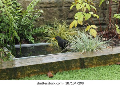Male Blackbird Bathing In A Tiny Container Garden Pond