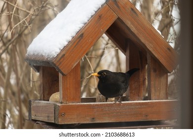 Male blackbird at a bird feeder with snow during winter in Vosges, France